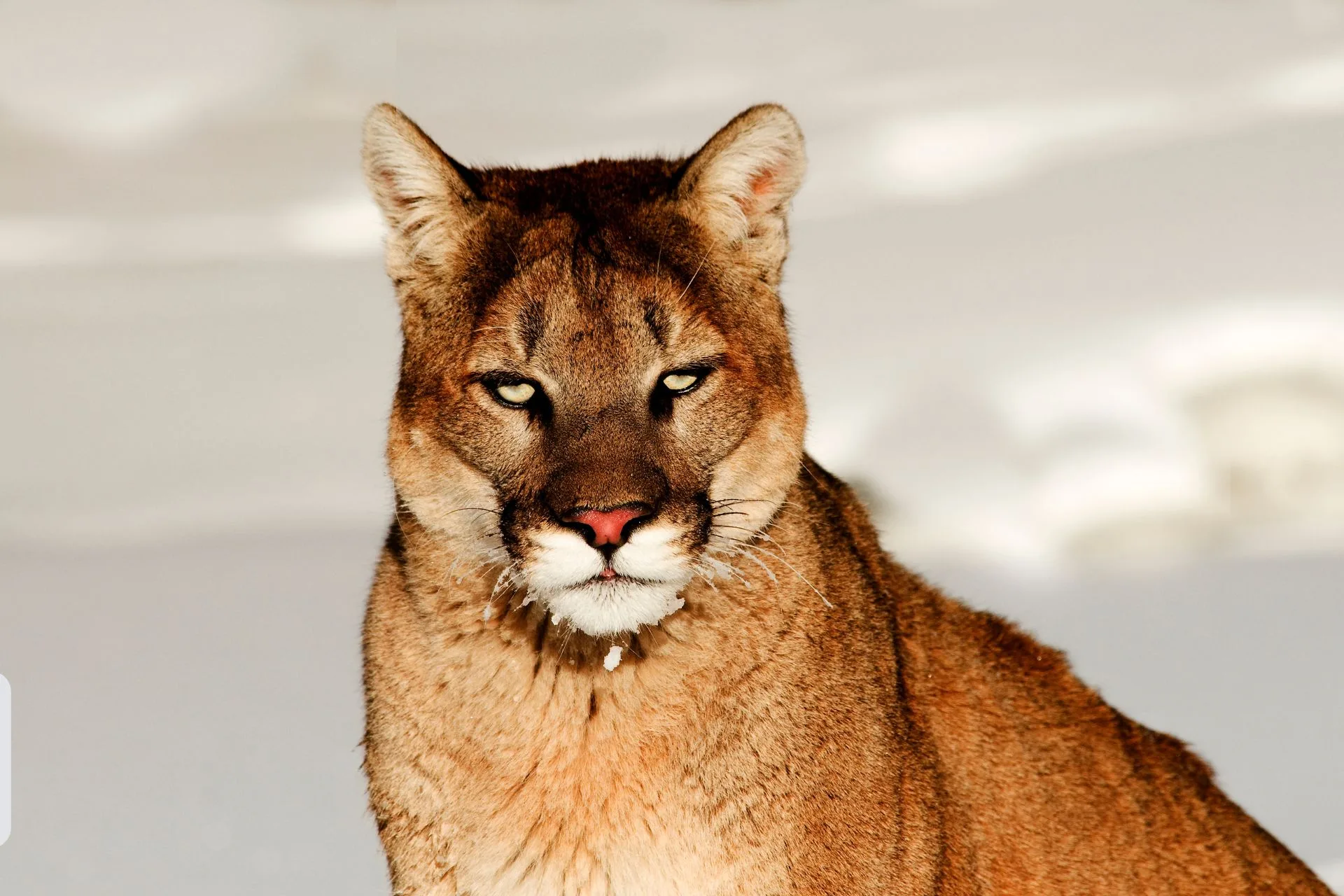 LMU 122 shall be closed to all hunting of male Mountain Lions