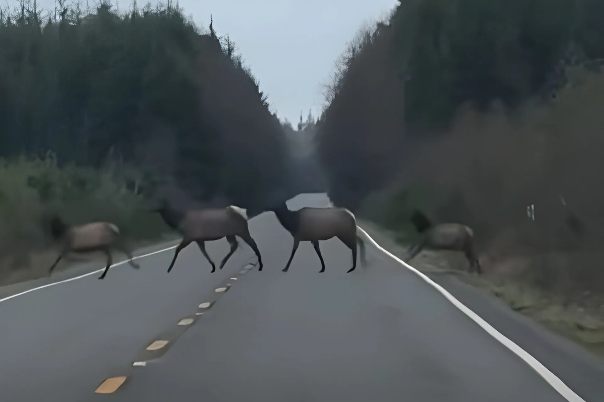 Front Row Seats (from the car) to a Live Hunt