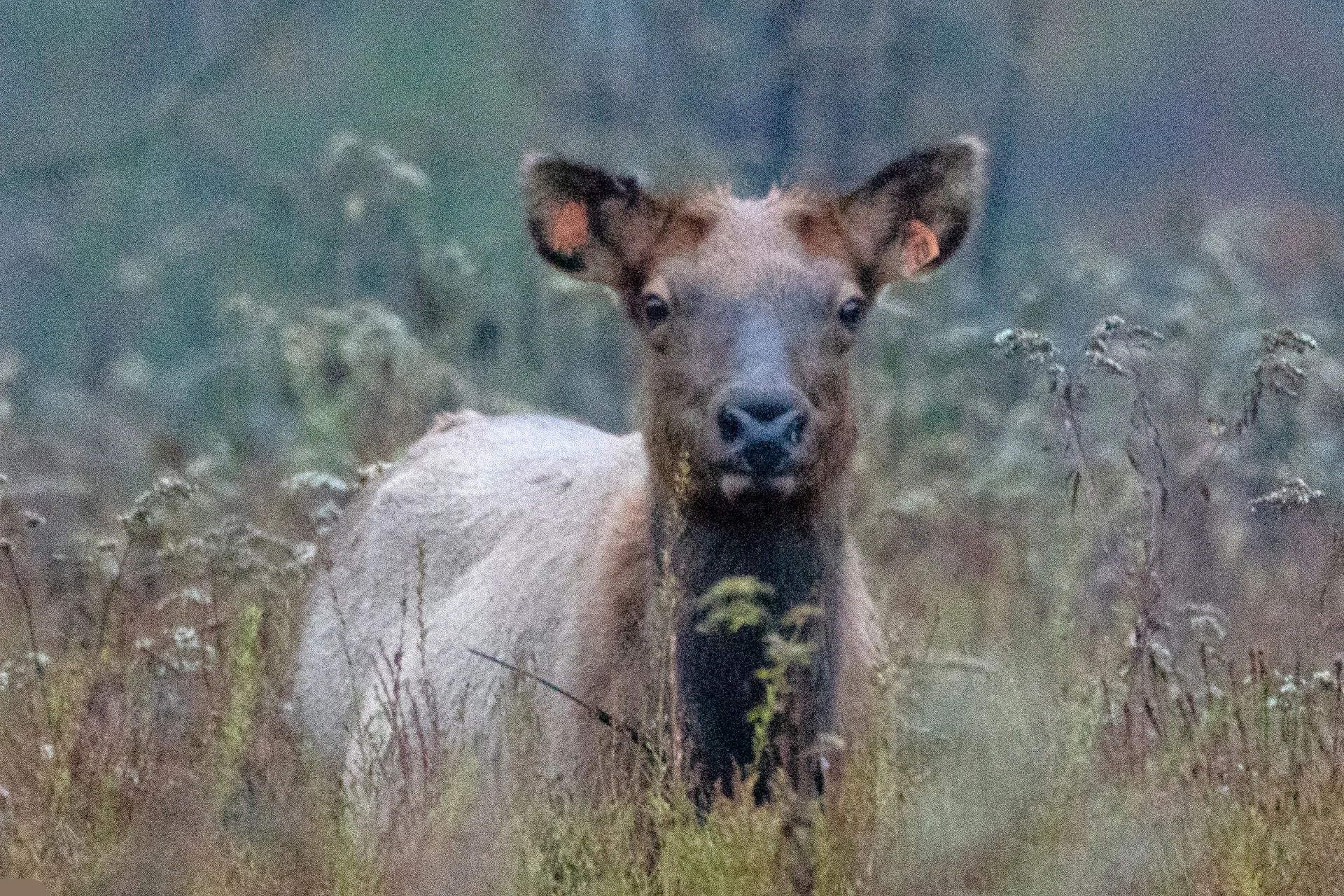 Late-Season Elk Alert!