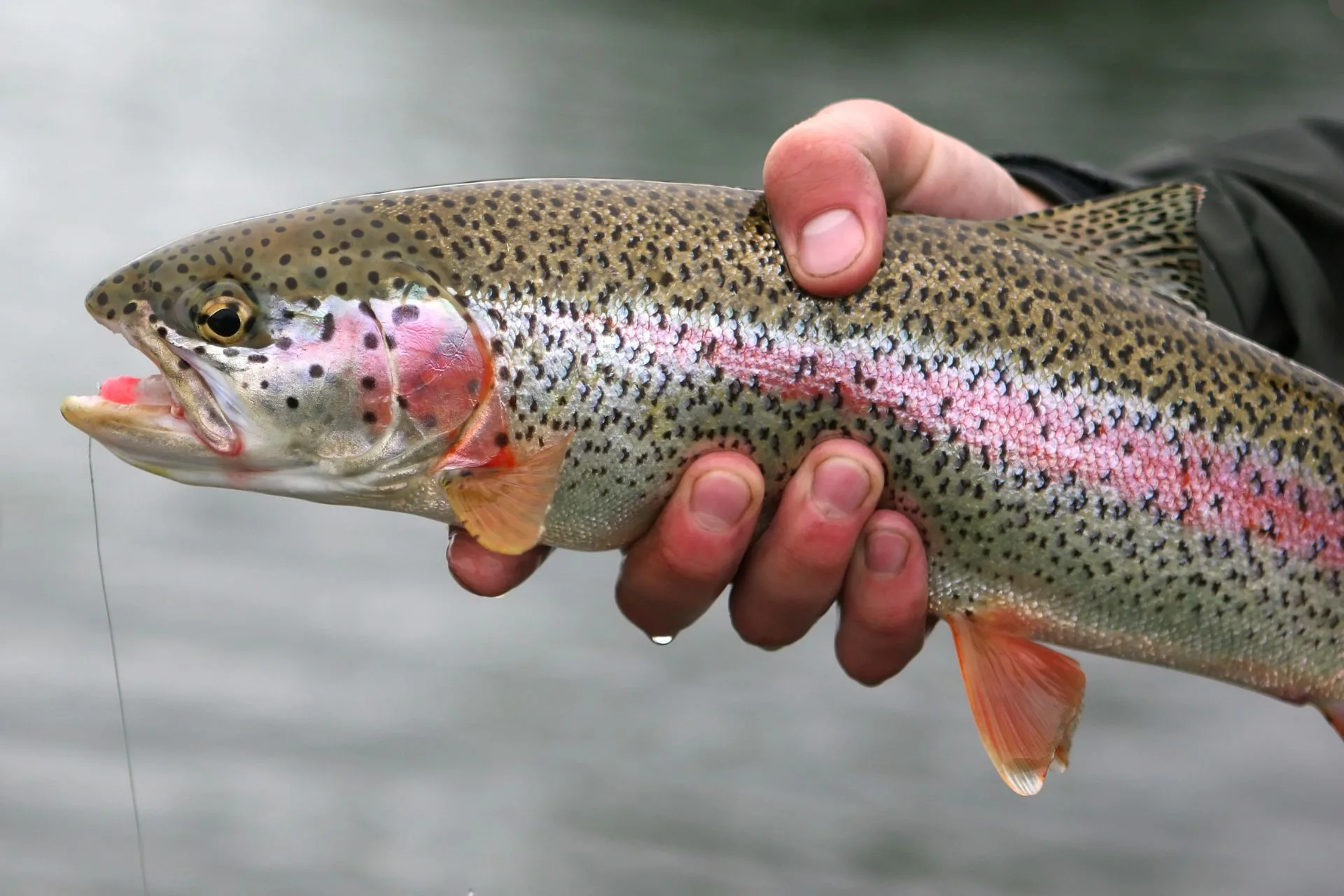 Upper Madison River Fishing Report 12.23.25