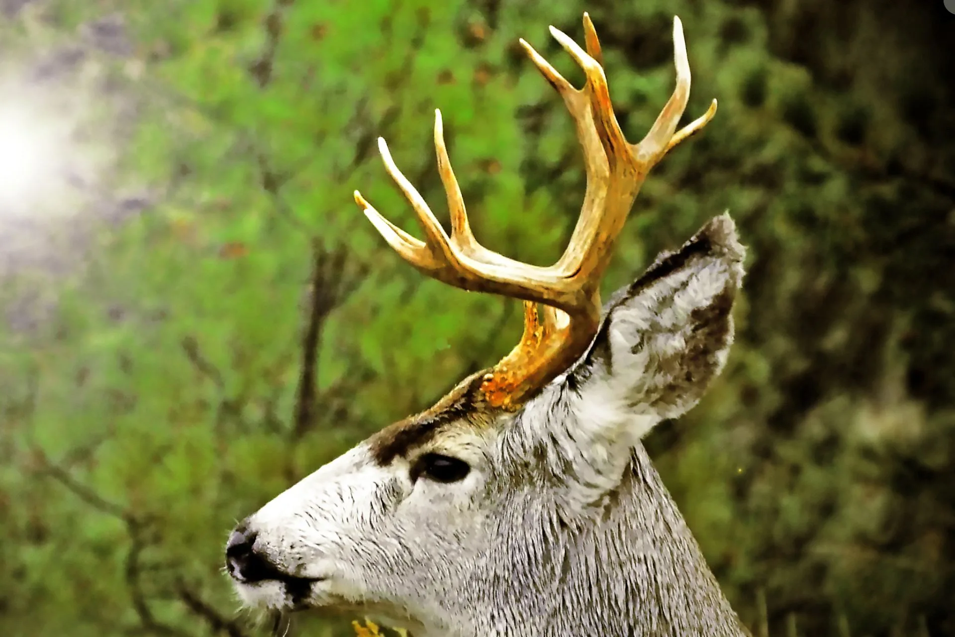 As mule deer numbers decline, commission cuts tags