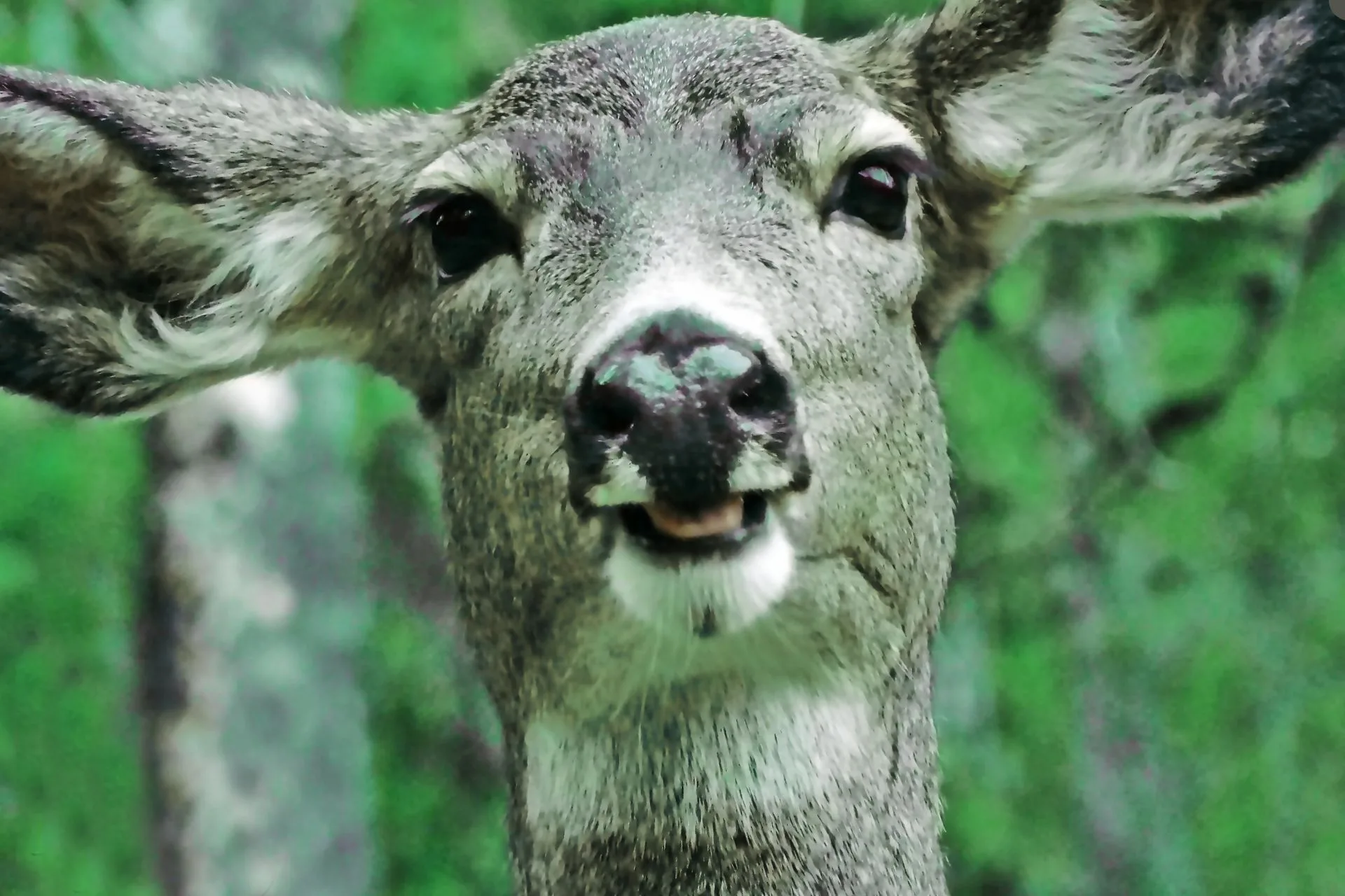 Out Here, Even the Wildlife Drops By