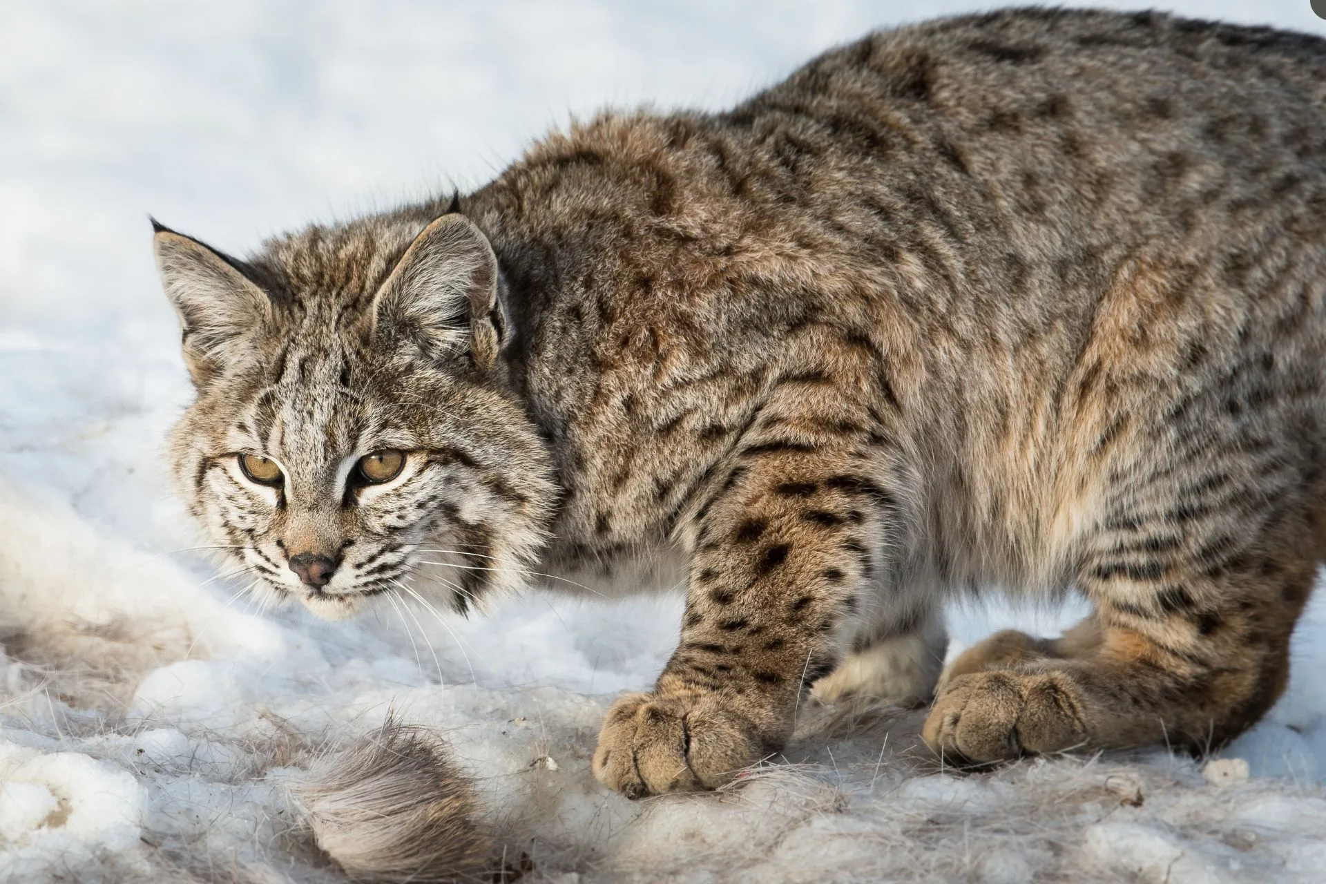 Hunting and trapping for bobcats to close in Region 5 on Wednesday