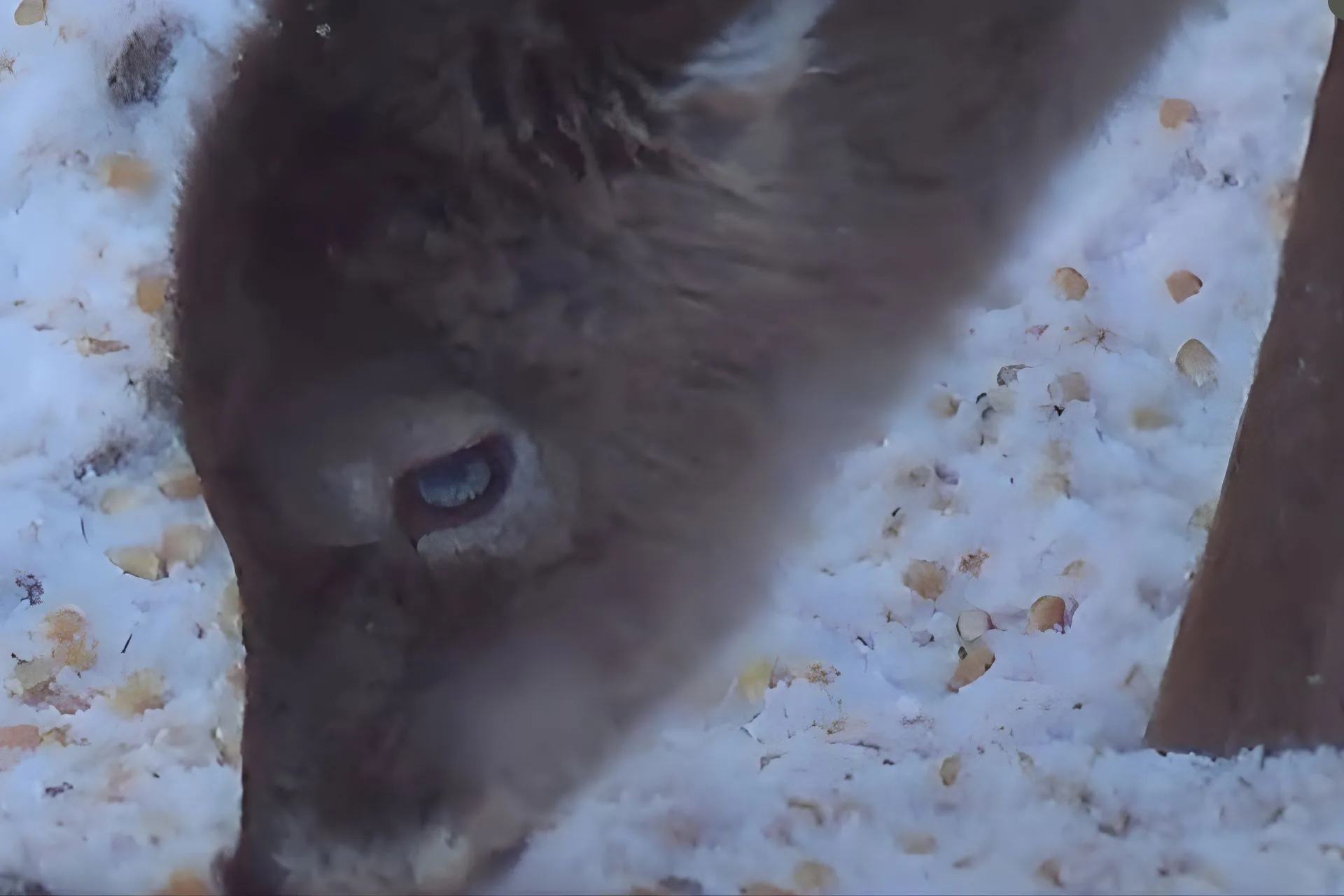 When Deer Have Pretty Unique Eyes…