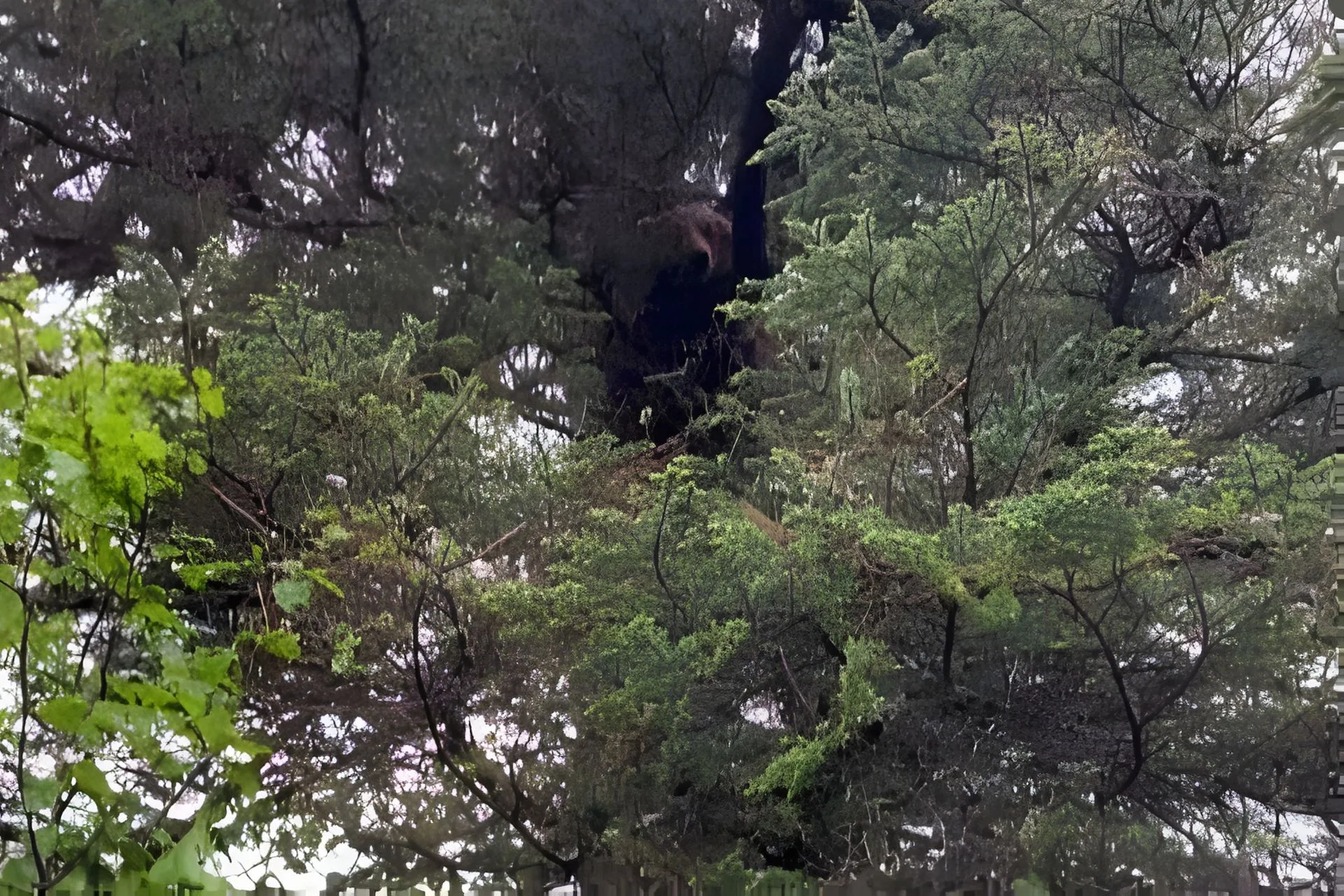 Don’t Forget to Look Up