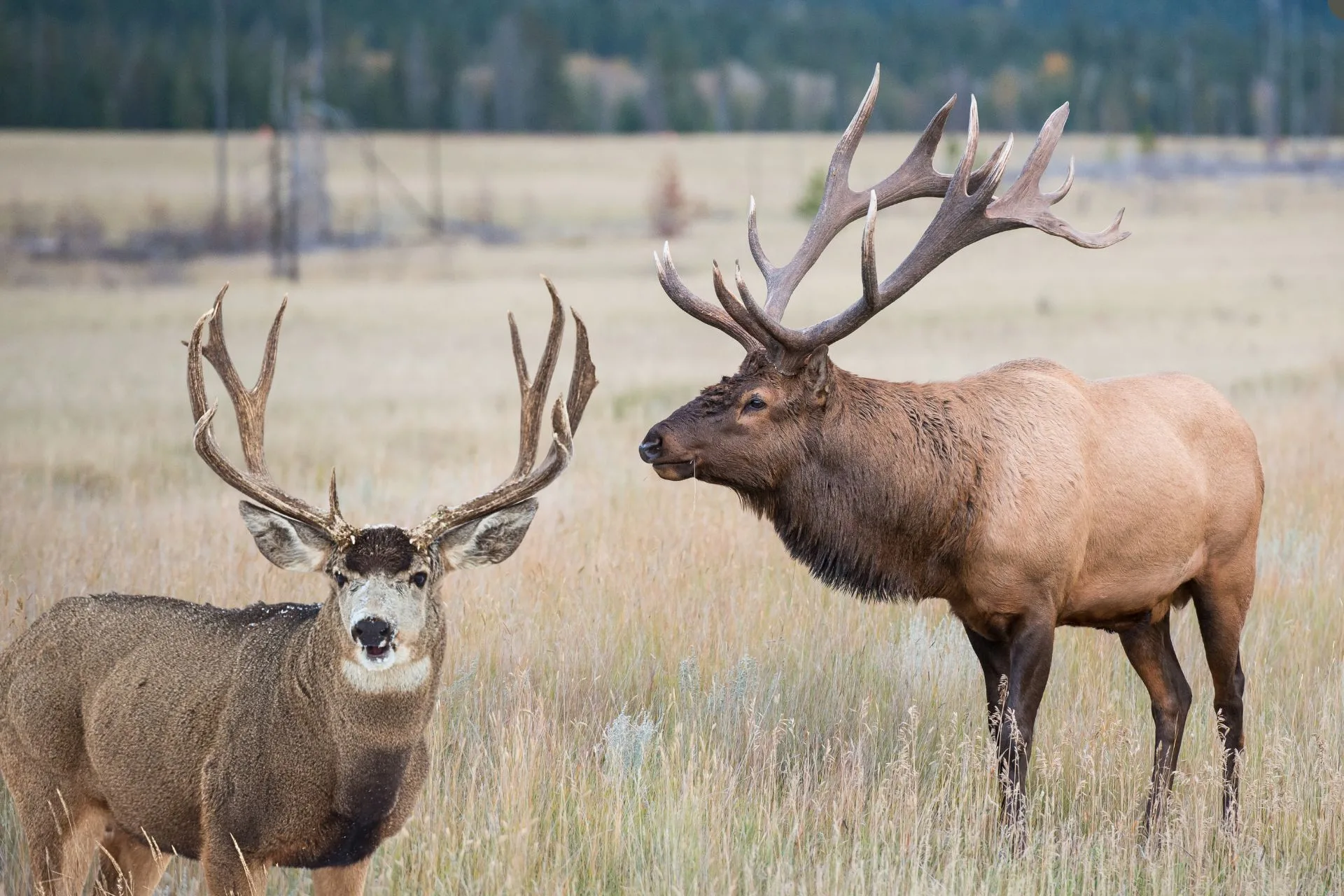 When Elk Start Ordering Off the Deer Menu