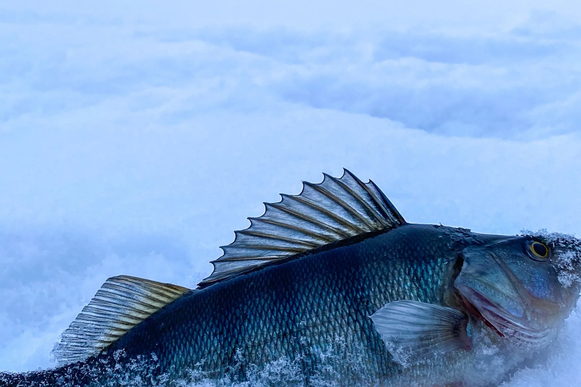 The Central Montana Perch Derby Is Back