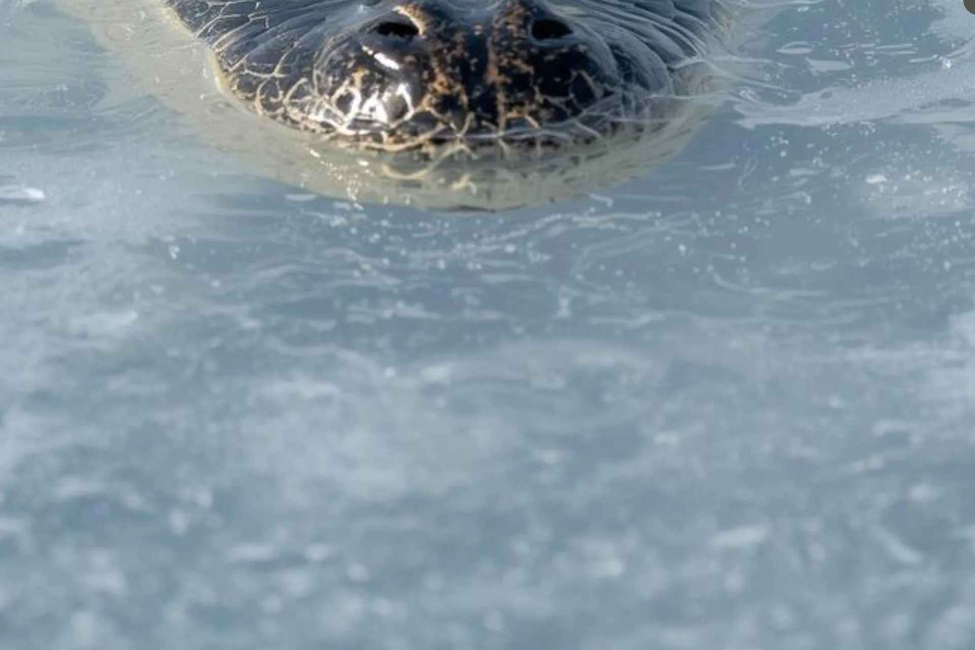 Animals Have Some Crazy Survival Techniques