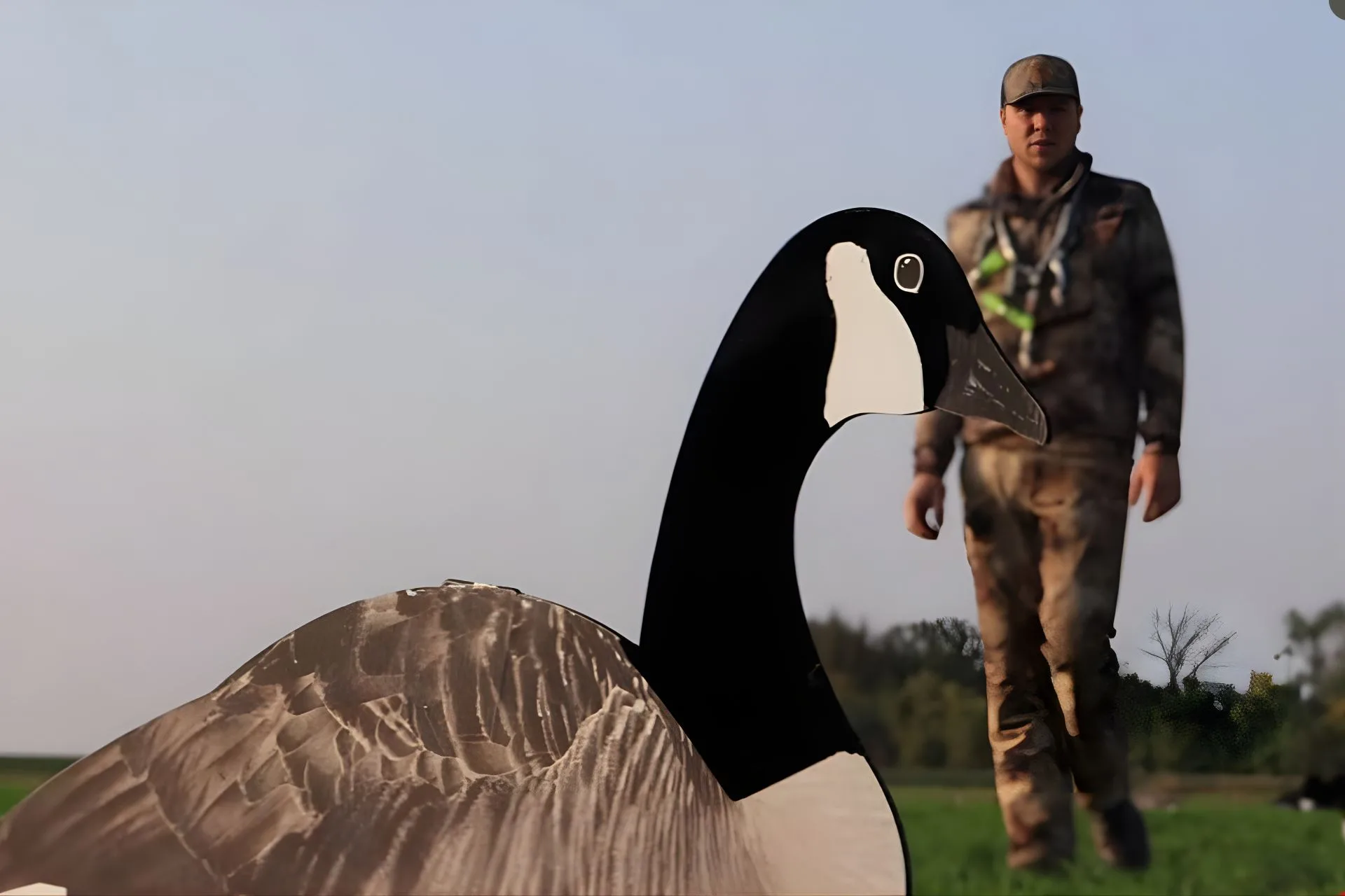 How To Set a Simple Field Goose Spread with Big Results