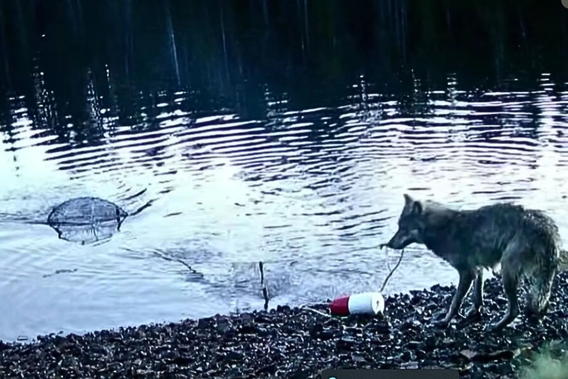 When Wolf Instinct Meets Human Ingenuity