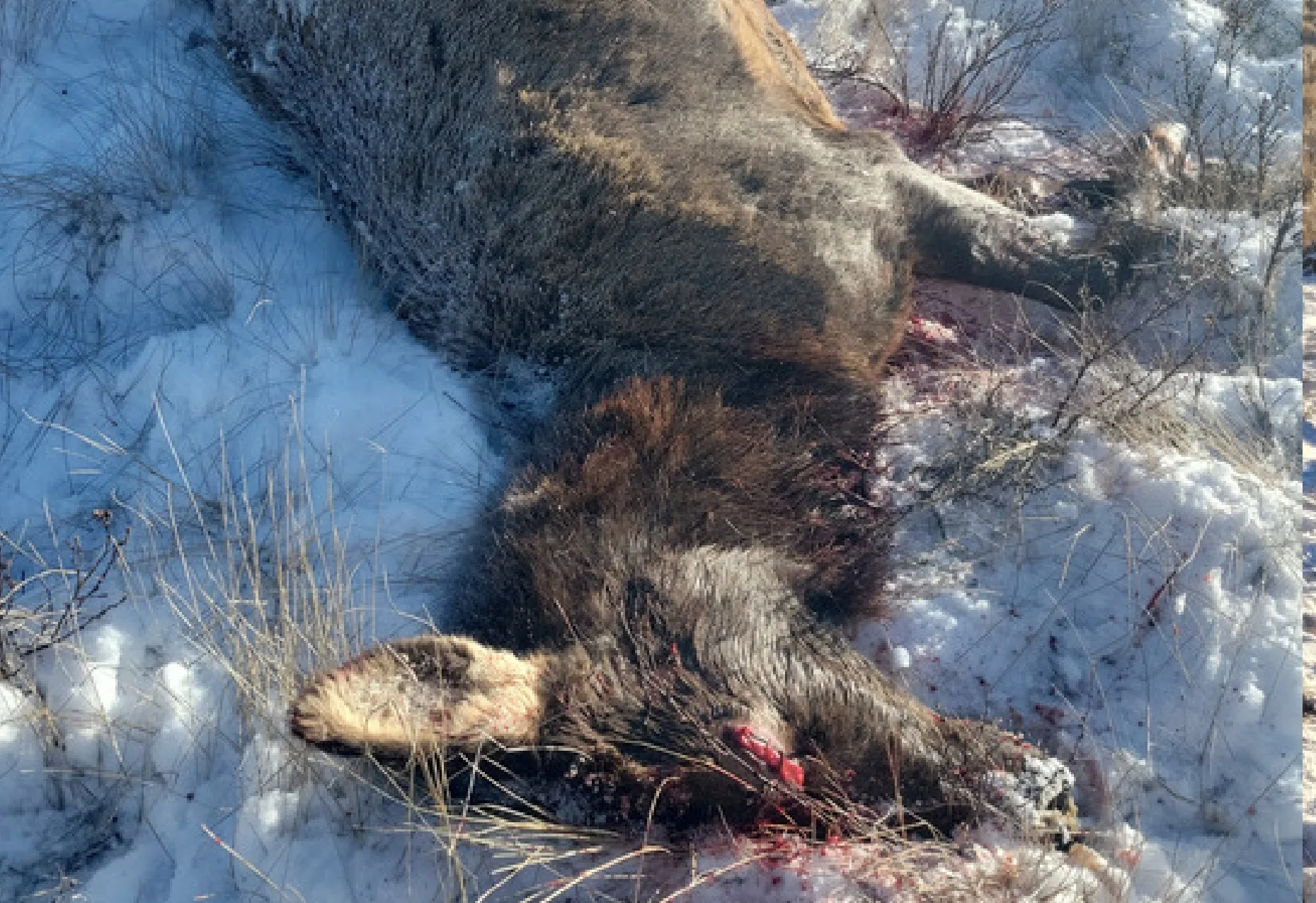 Tips sought on two elk poached near Georgetown Lake