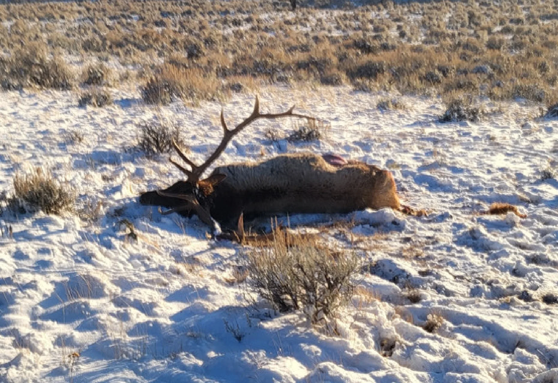 Game wardens seek information on bull elk killed west of Toston 