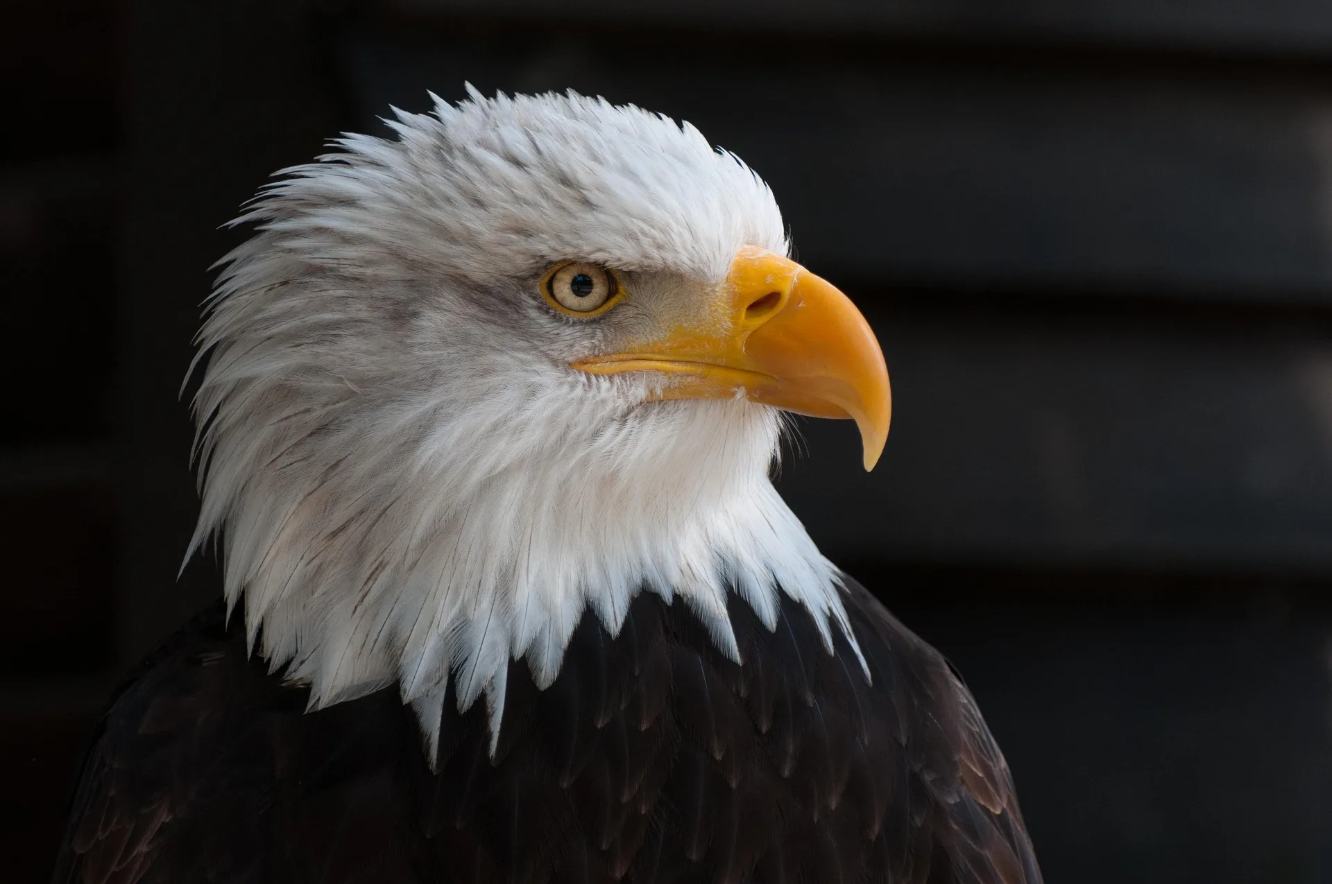 Texas man pleads guilty to trafficking bald and golden eagles