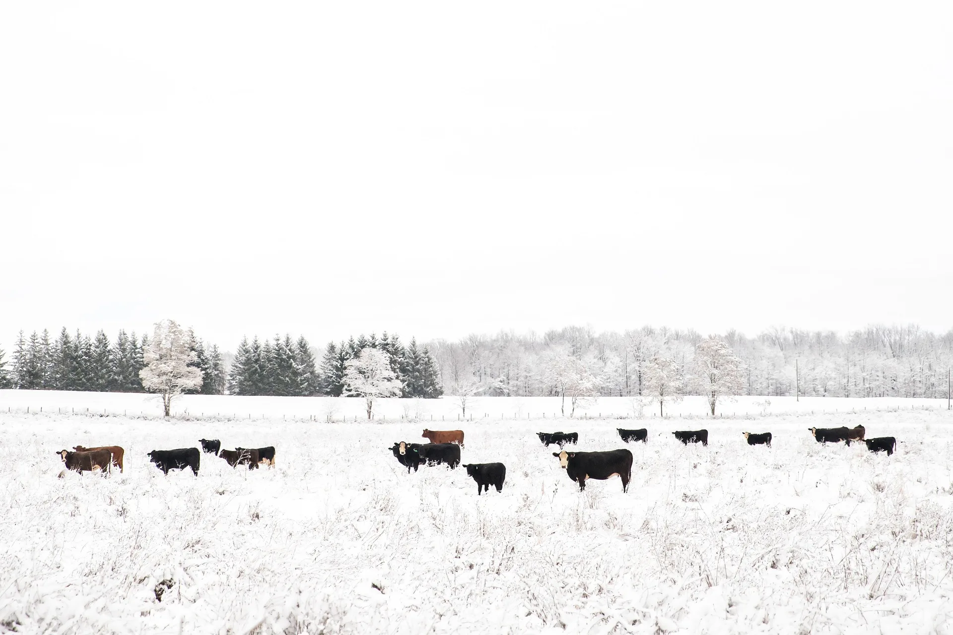 Department of Livestock reports brucellosis affected herd in Gallatin County