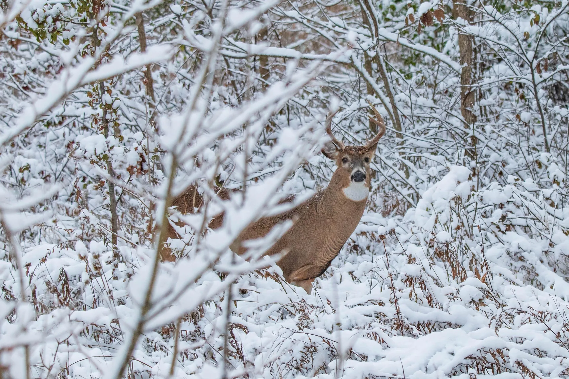 FWP extends white-tailed deer hunting season near Bozeman due to recent CWD detections