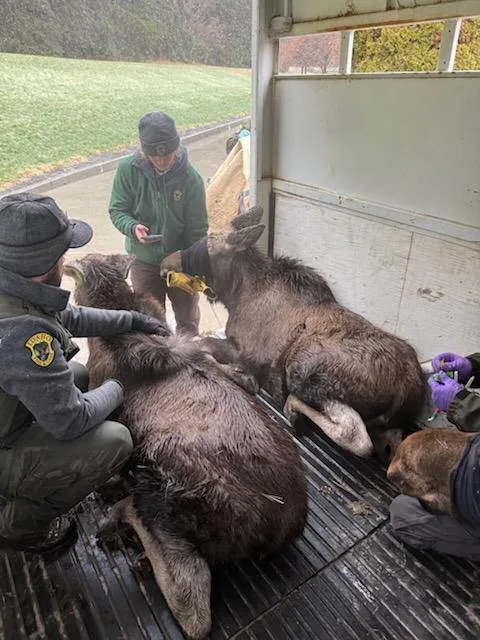 Four moose relocated from University of Idaho arboretum