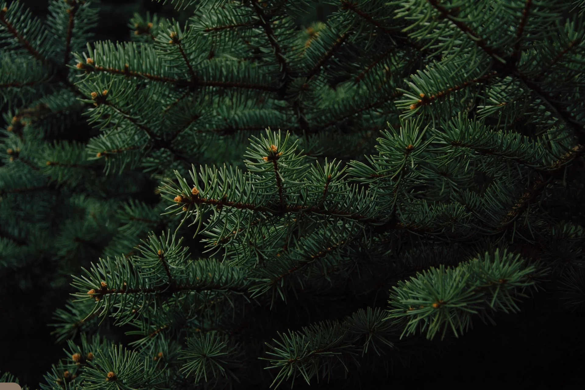 Recycle Christmas trees at Spotted Eagle to improve fish habitat