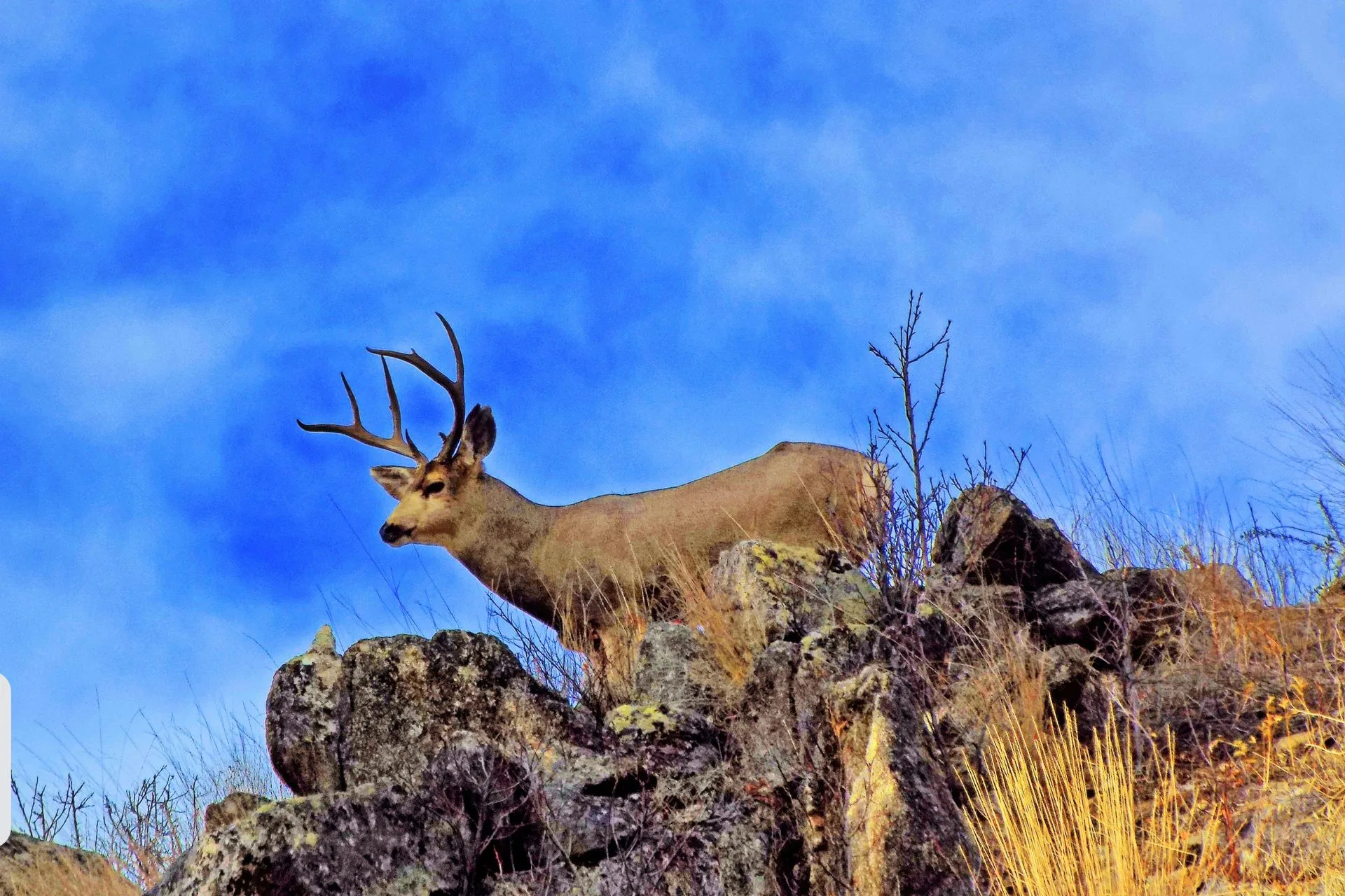 Commission changes to address hunting pressure, mule deer numbers