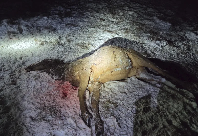 Wardens investigating cow elk shot near Polebridge