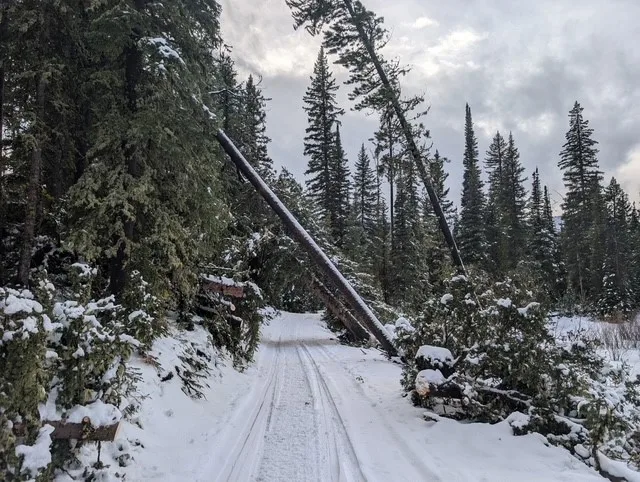Custer Gallatin National Forest warns of falling trees