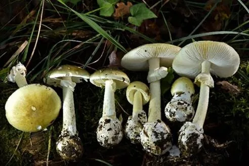 Death Cap Mushrooms Linked to Three Deaths, Three Liver Transplants and 35 Hospitalizations  ​