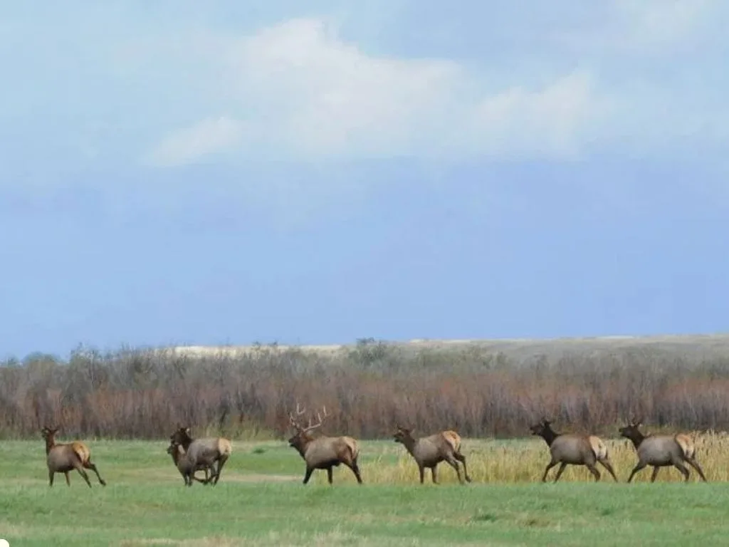 Why did the Montana elk walk 200 miles to South Dakota?