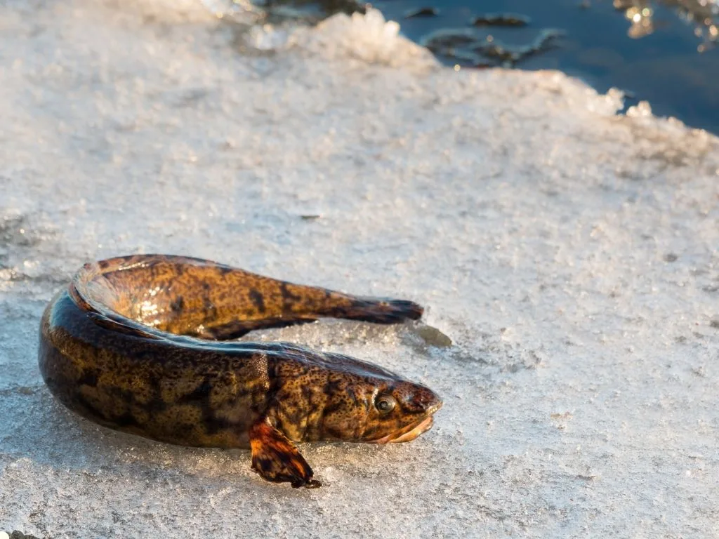 Targeted Montana Ice Fishing: All About Burbot