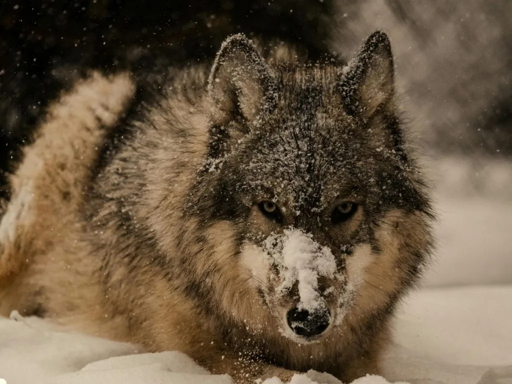 Current Status of Wolf Harvests in Montana 1.28.26