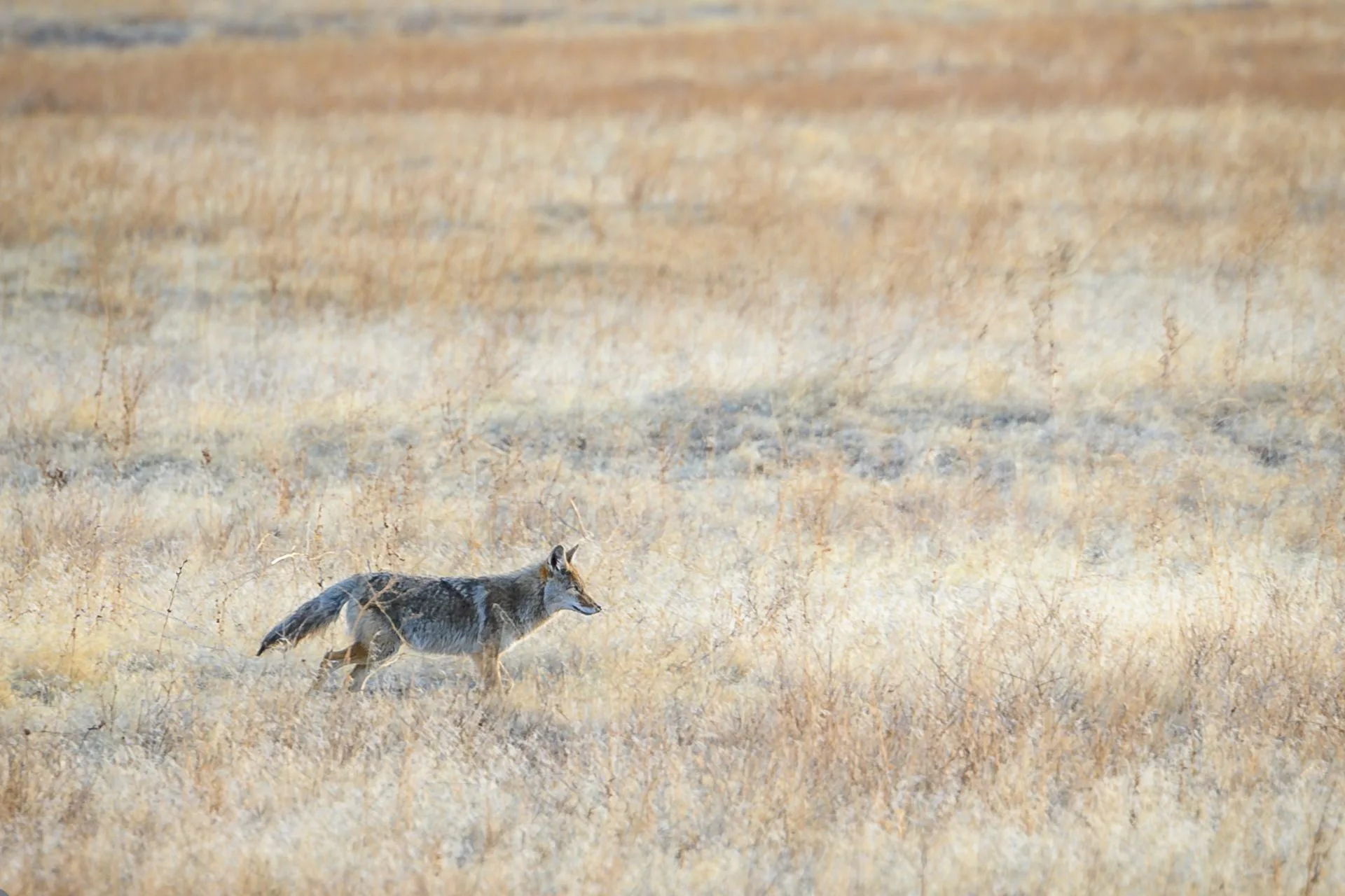 A New Predator Event Is Taking Over SW Montana