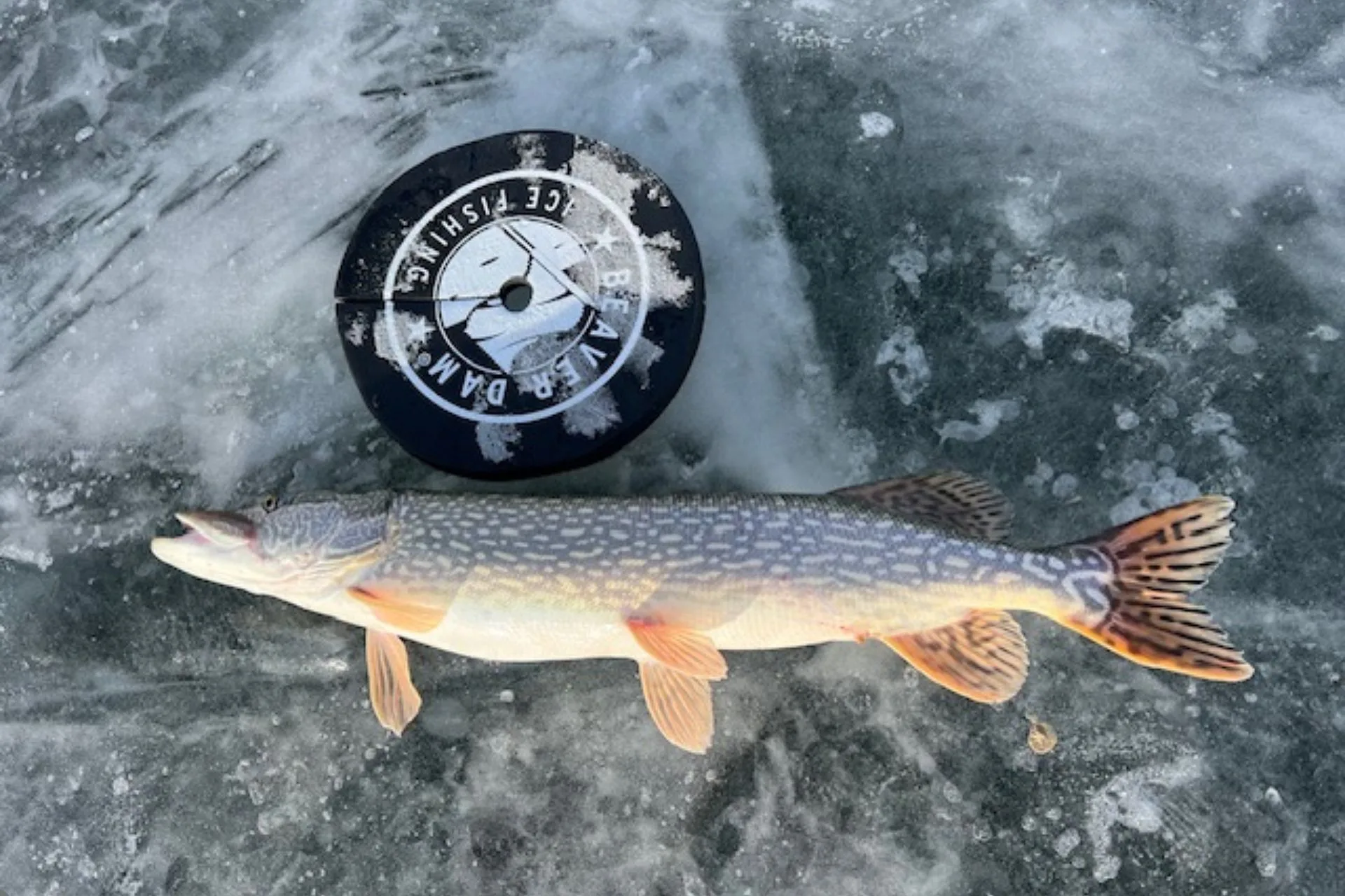 Don Wilkins’ Weekly Fort Peck Fishing Report 1.9.26