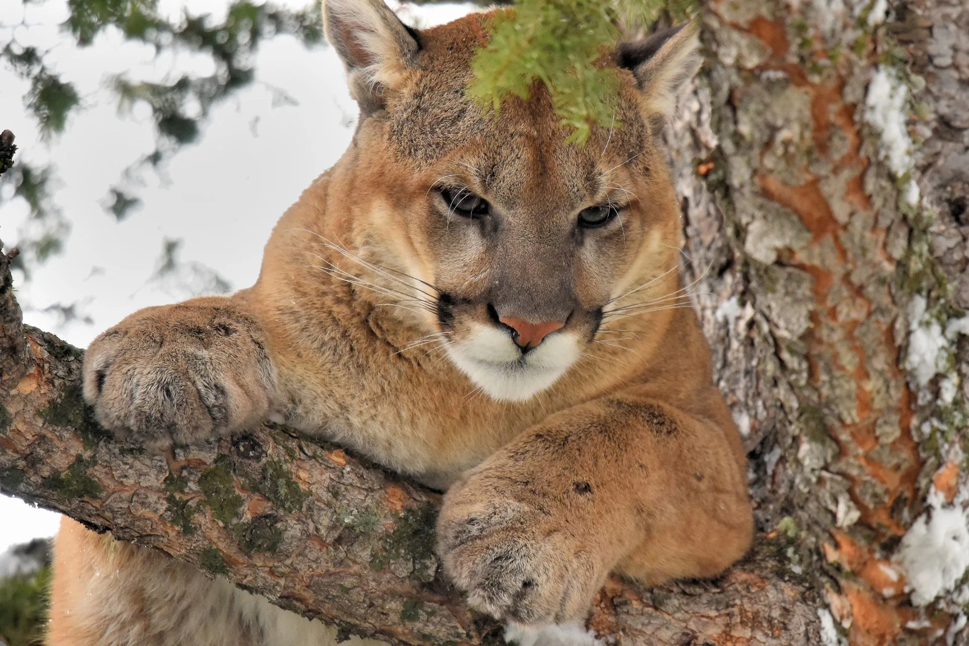 LMU 441 pending closure to female lions