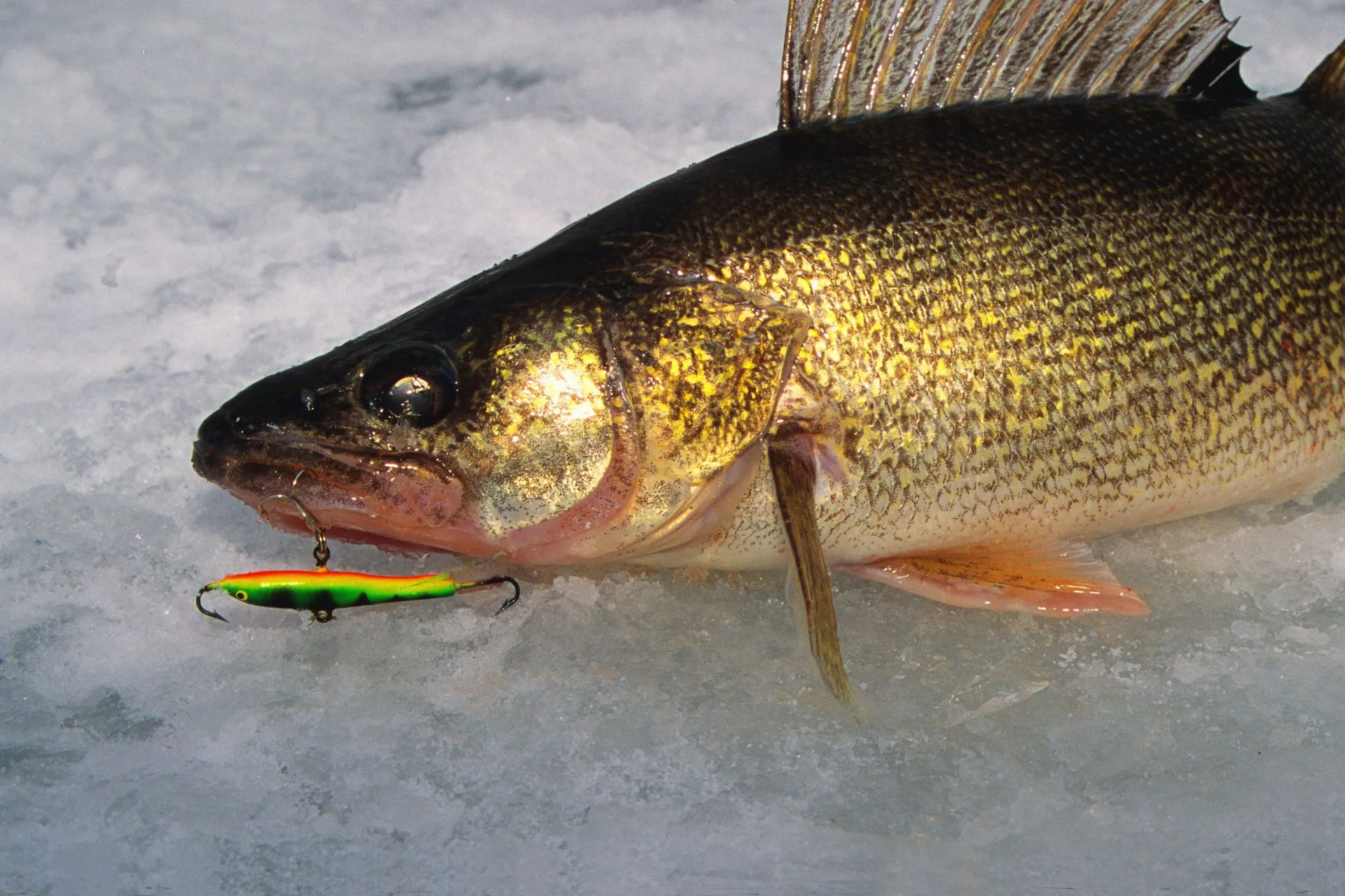 Nelson Reservoir Fishing Report 1.10.26