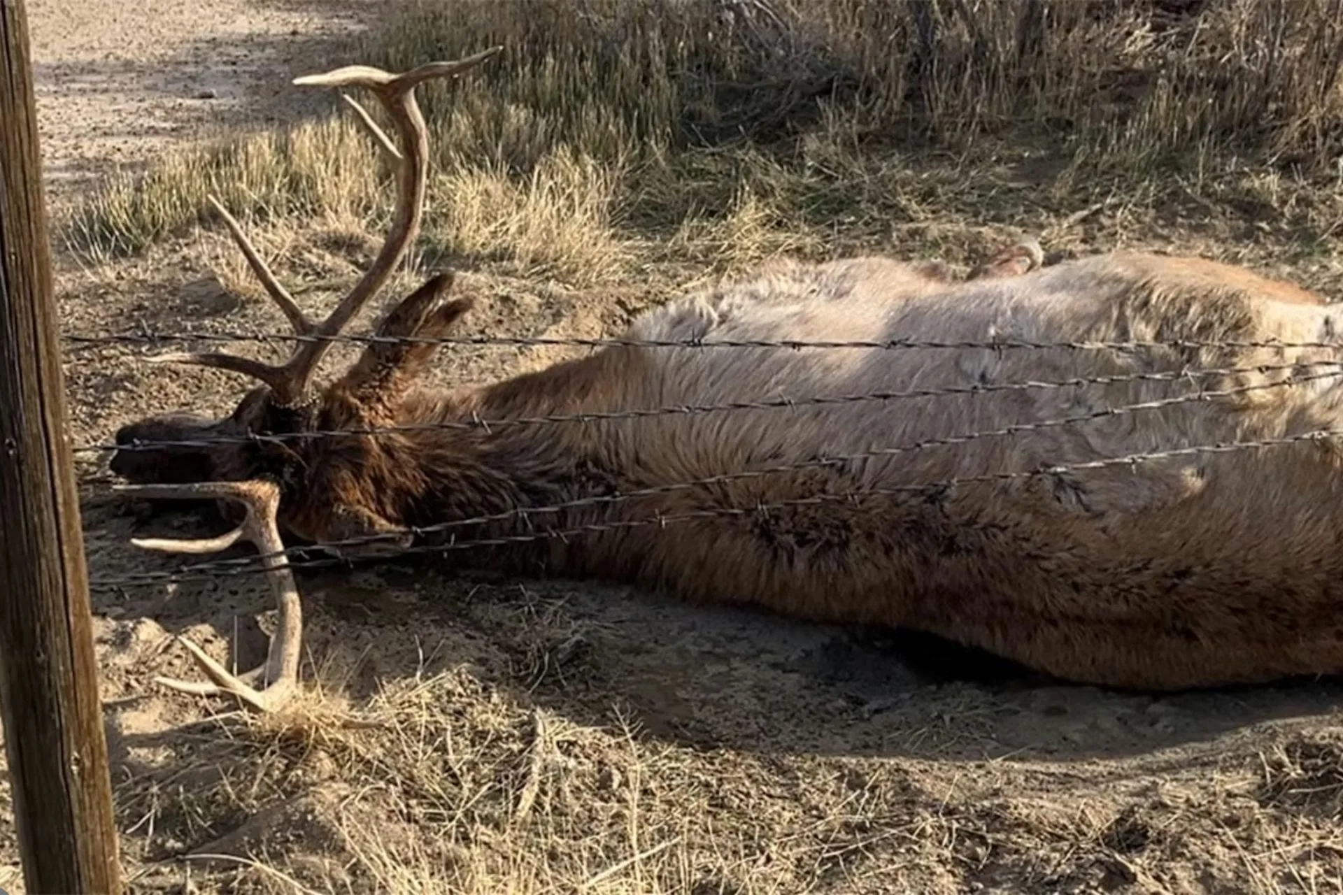 Why One Bull Elk Made A Hunter Turn Around