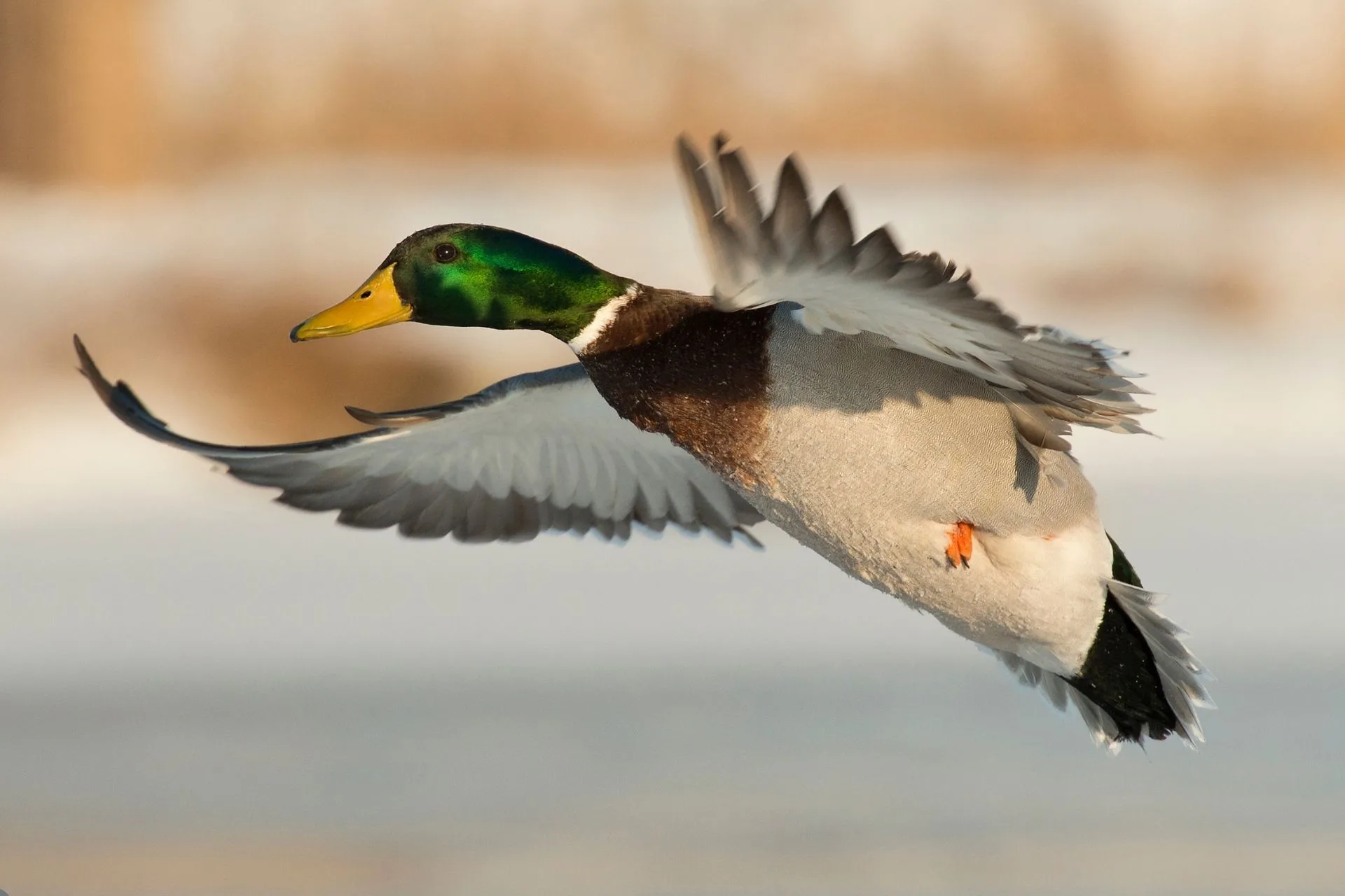 A Thousand Miles of Duck Hunting Education