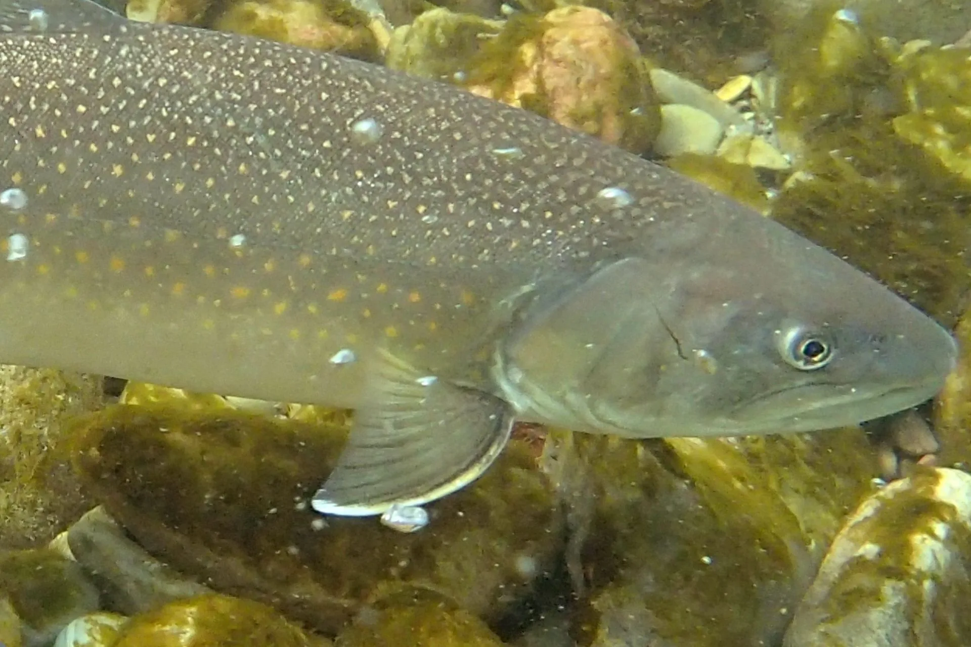 When You Unexpectedly See a 40-Inch Giant