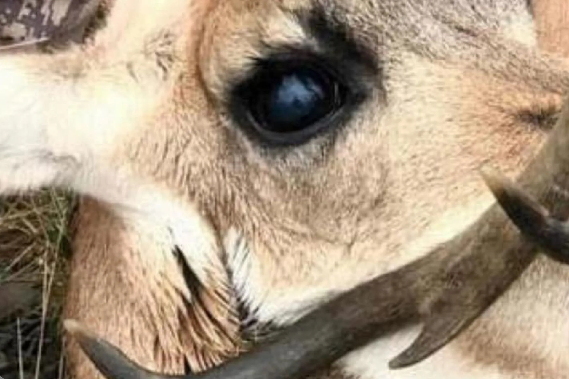 When Nature Forgets to Hit Reset