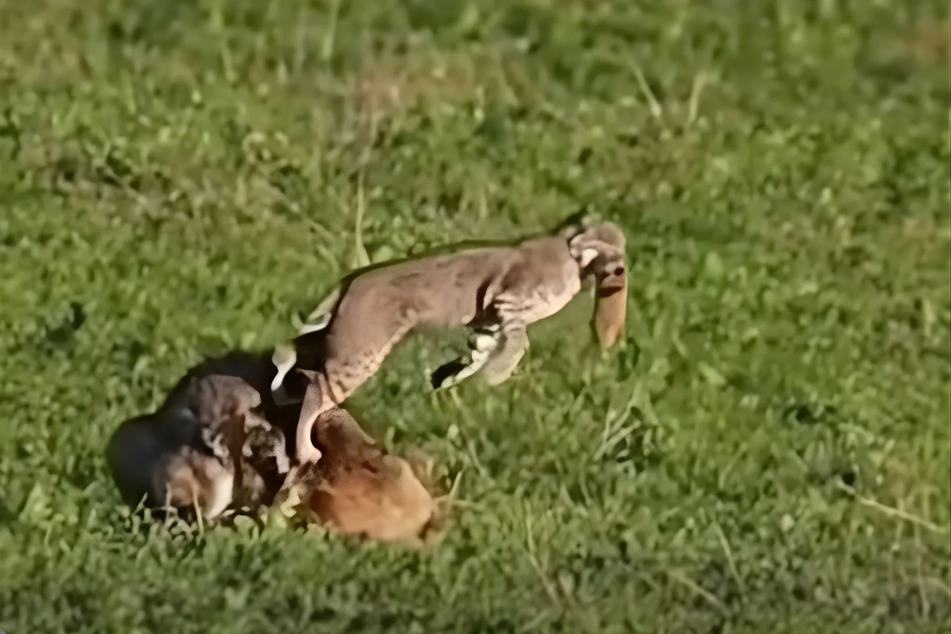 Bobcat with Dinner vs. Coyote