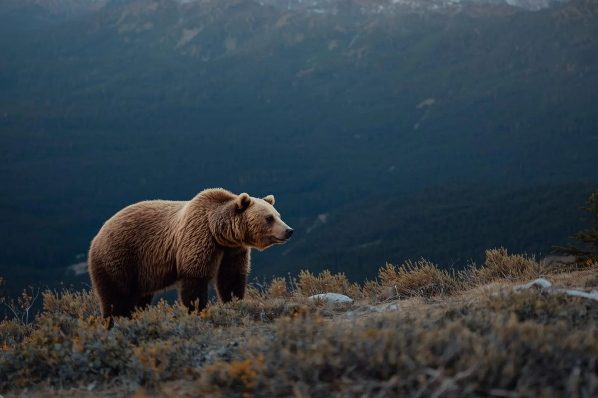 More grizzly encounters in Beartooth Mountains, according to FWP