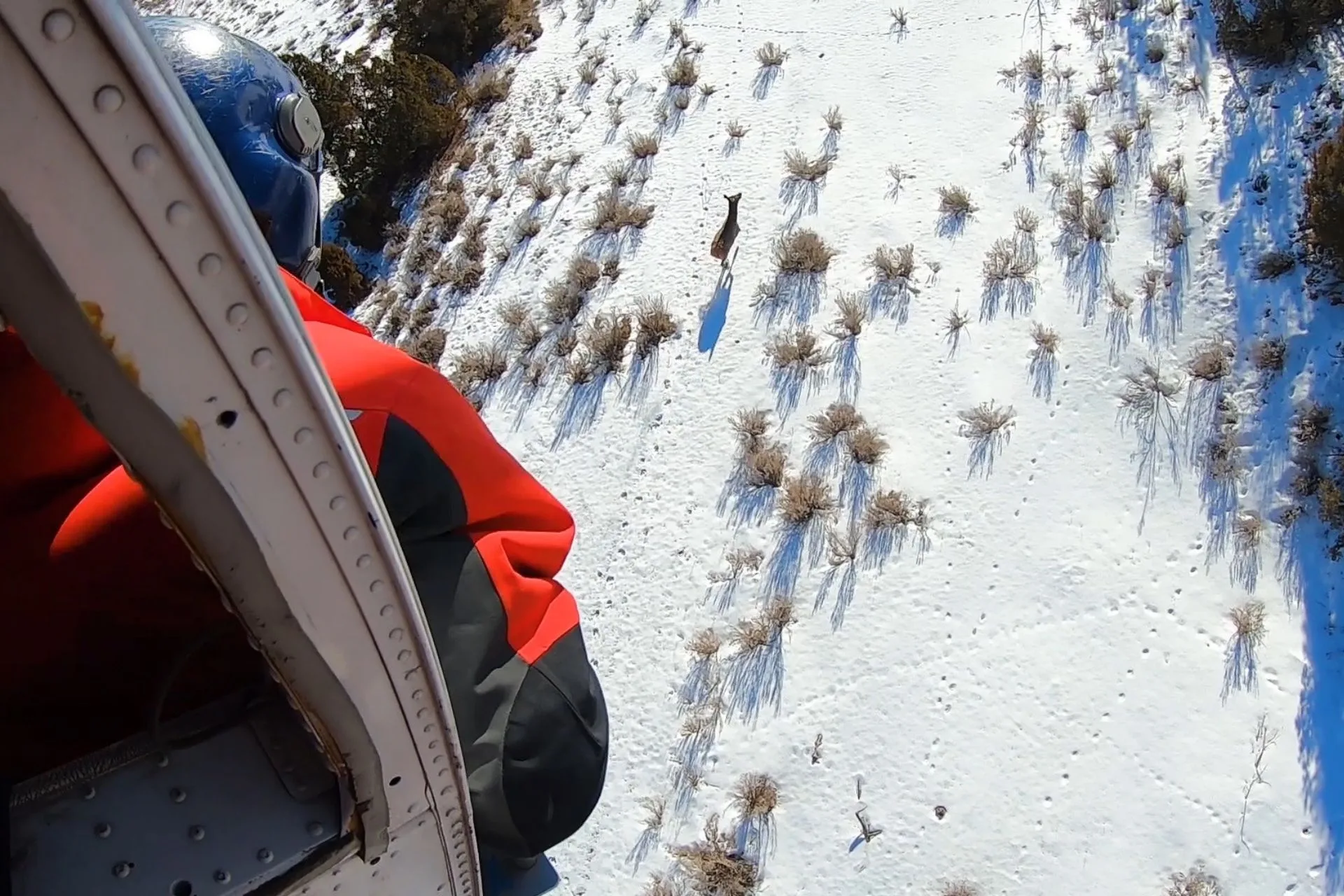 Why Helicopters Are Following Elk (And Why It Matters)