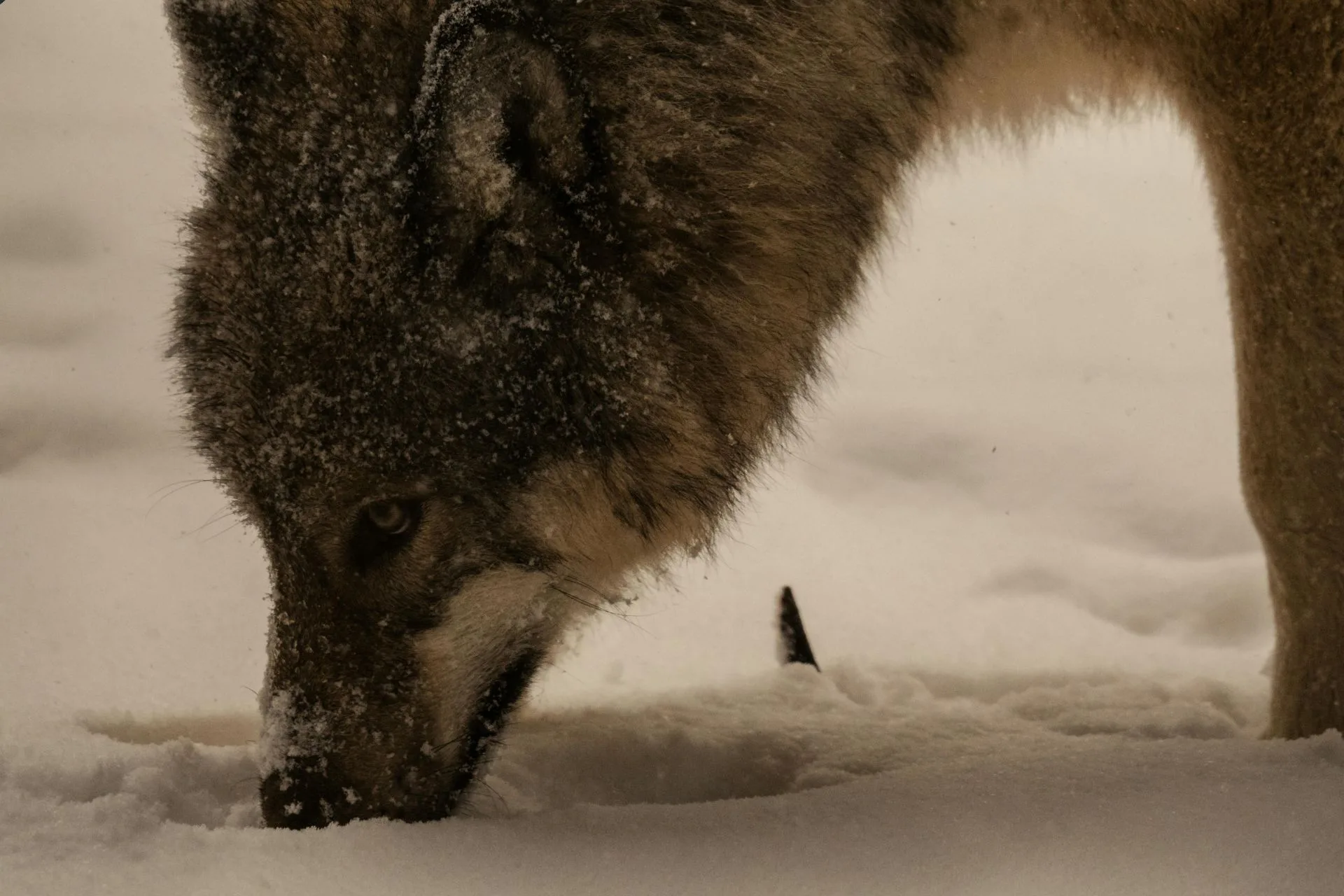 F4WM Reinforces Science, Not Emotion, Shapes Wolf Management