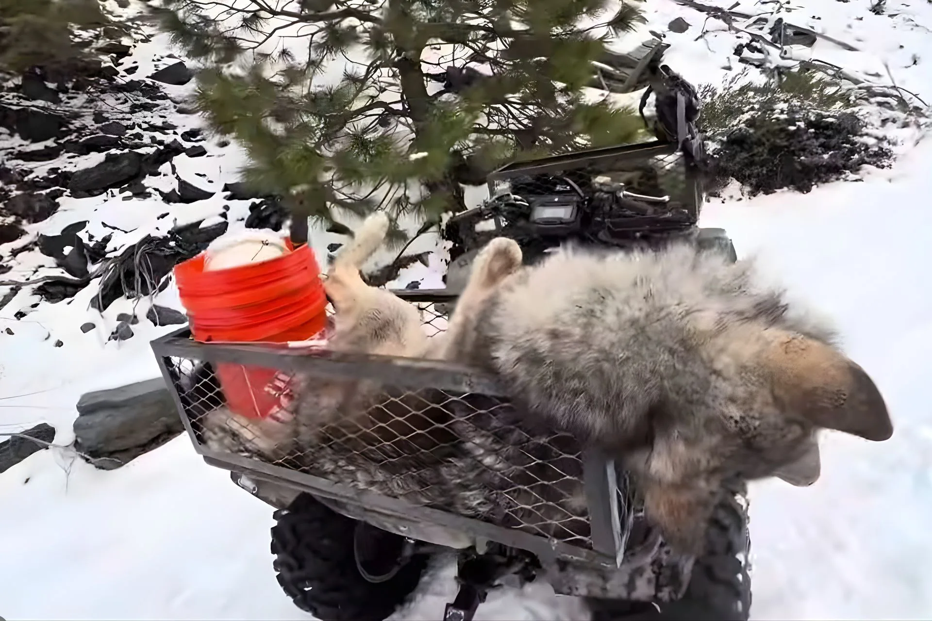 Montana Wolf #3 Down