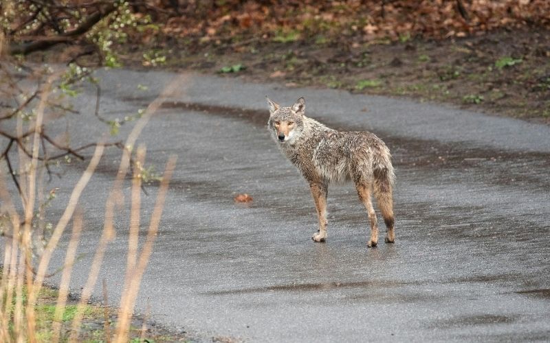 Group of Coyotes Fatally Attack Dog