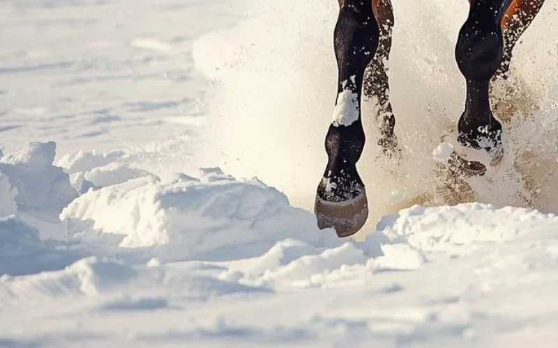 How much do you know about skijoring?