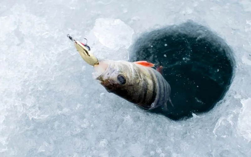 Helena Area Reservoirs Fishing Report 1.26.26