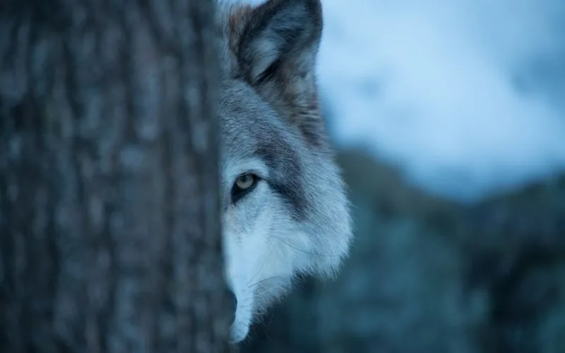 Illegal Wolf Killing Prompts $10,000 Reward