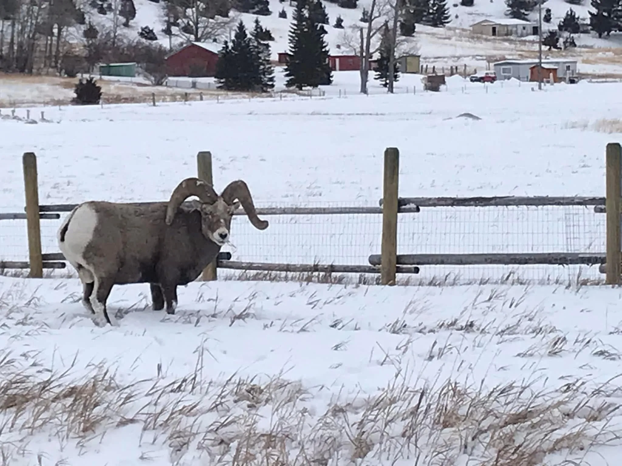 Nearly $50,000 in fines, restitution imposed for illegal big horn sheep hunts on Salmon-Challis National Forest