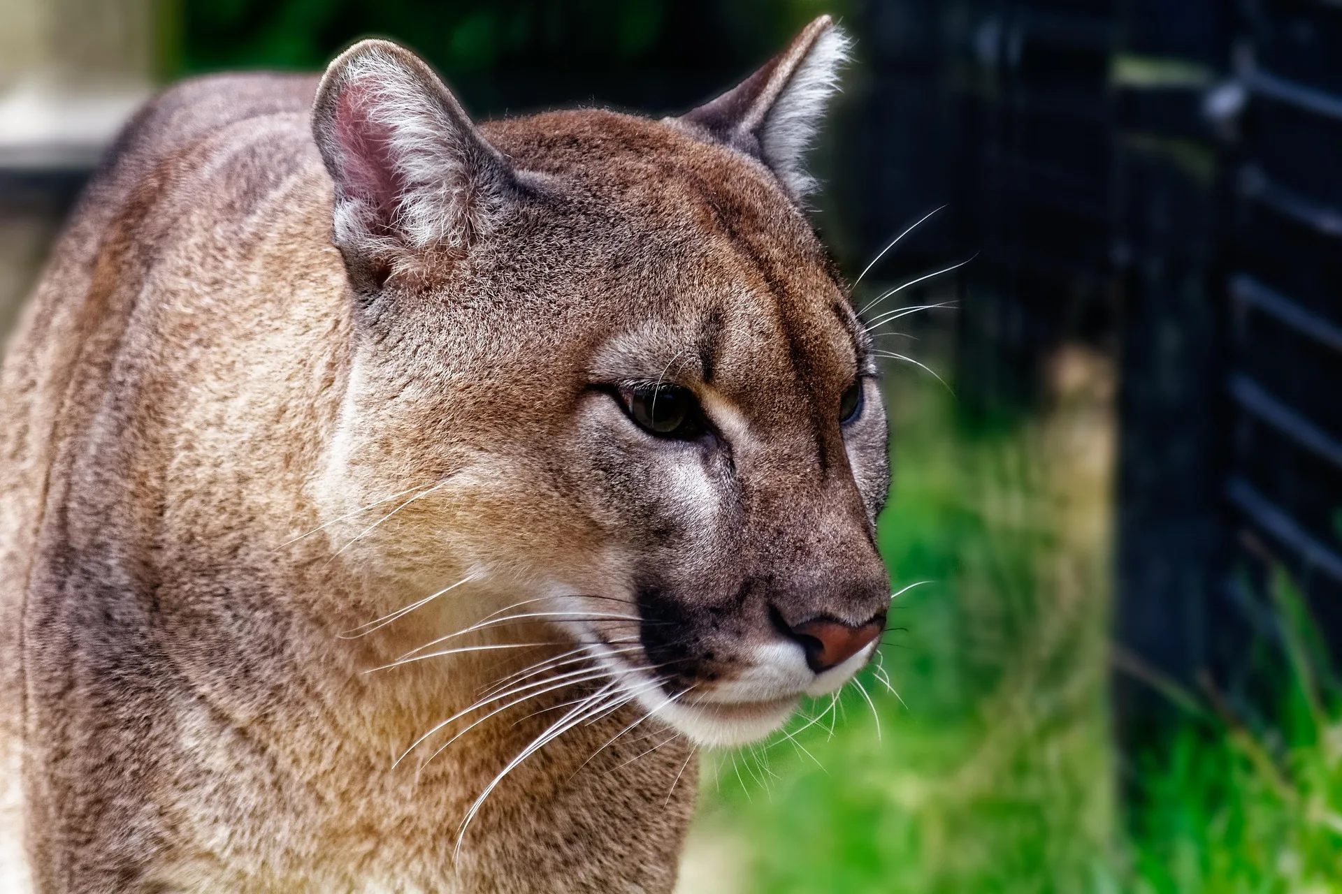 2 plead guilty in case alleging 12 illegally killed mountain lions