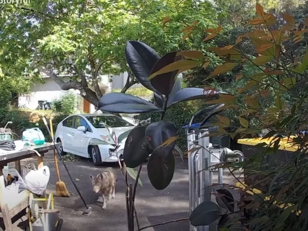 Coyote Chases Boy: A Front Yard Scare