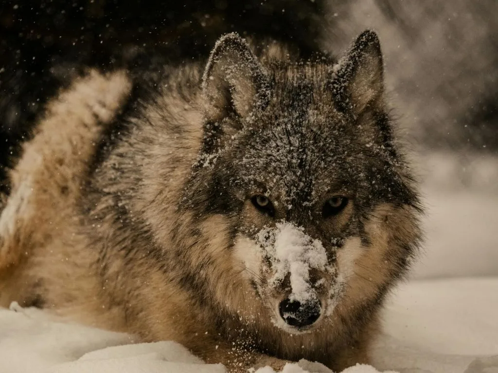 Don’t Miss the 2026 Kalispell Wolf Banquet