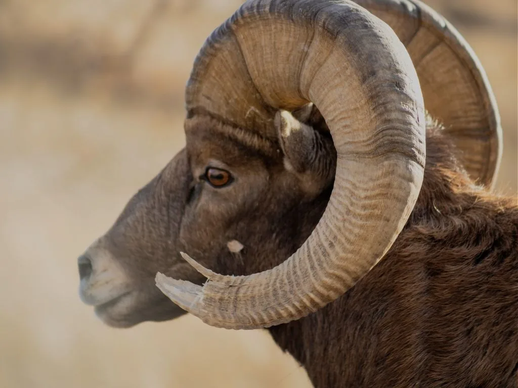 A Quick Update on March 1 Hunting License Changes in Montana